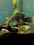Organism Scaled reptile Underwater Reptile Water