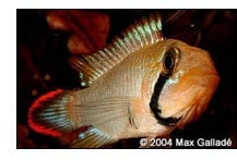 Apisto Panduro