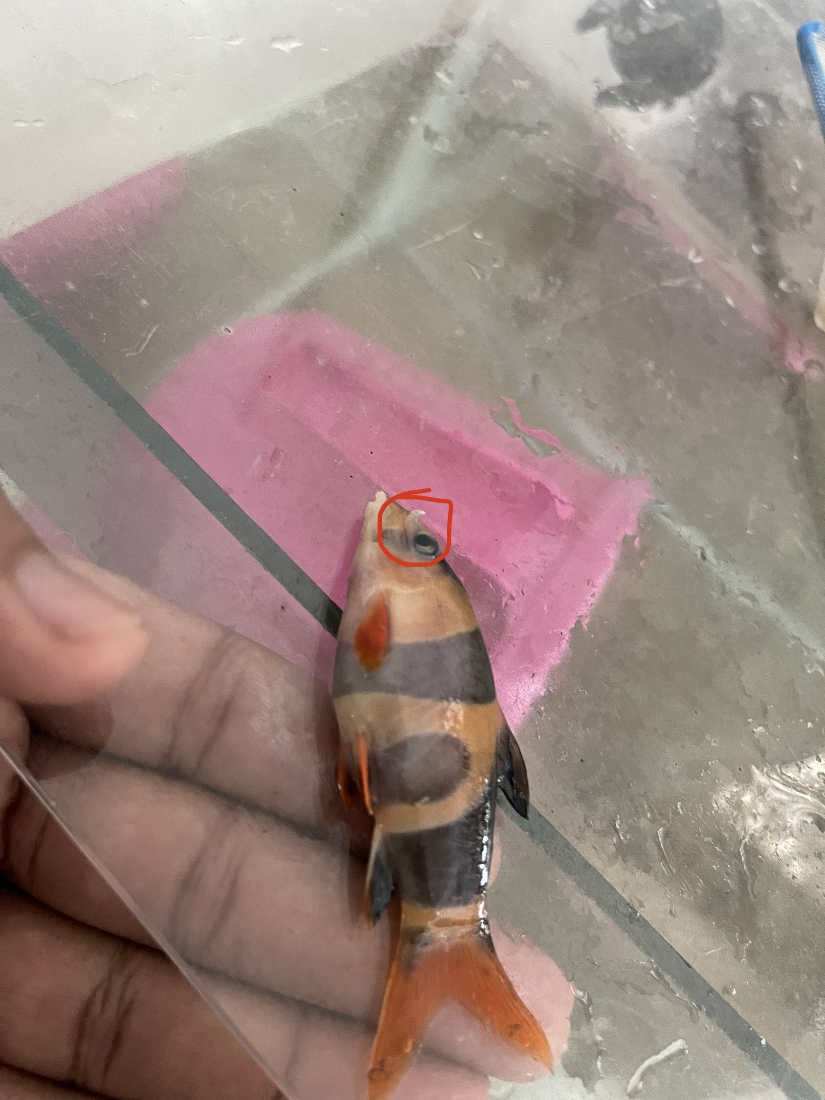 Dead clown loach with something sharp pointing out from side of
